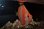 画像4: Antigonia rubescens(ヒシダイ)±W17cm・T19cm  (4)