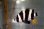画像4: モーリシャス産フットボーラーダムセル±6cm (4)