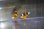 画像2: バリアリーフアネモネ２匹セット±9cm・11cm (2)