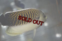 画像3: タイガーエンゼル±11cm