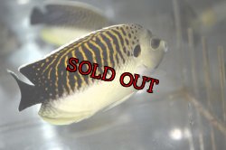 画像5: タイガーエンゼル±11cm