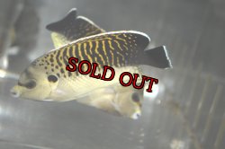 画像6: タイガーエンゼル±11cm