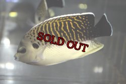 画像4: タイガーエンゼル±11cm