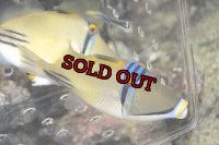長期ストック！レッドシートリガー±16.5cm