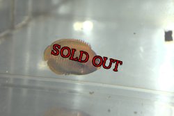 画像1: 粒餌OK！Biota産ゴールデンエンゼル±3cm