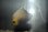 画像4: PomaLabs産コンスピキュアスエンゼル±6.7cm