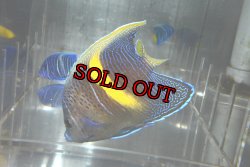 画像4: マクロススエンゼル±9.5cm