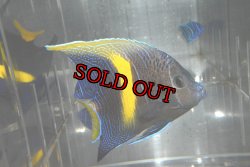 画像1: マクロススエンゼル±9.5cm