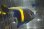 画像1: マクロススエンゼル±9.5cm (1)