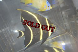 画像3: ハイチ産フレンチエンゼル±10.5cm