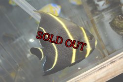 画像1: ハイチ産フレンチエンゼル±10.5cm