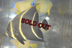 画像2: ハイチ産フレンチエンゼル±10.5cm