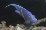４年ストック！ホワイトマクロススエンゼル±16〜17cm
