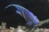 ４年ストック！ホワイトマクロススエンゼル±16〜17cm