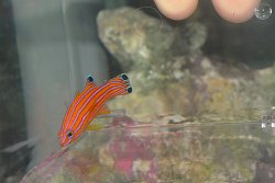 画像2: キャンディバスレット±4.5cm