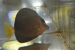 画像5: ジェムタン±8.5cm