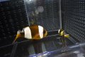 マダガスカルクラウンPair±11/5cm