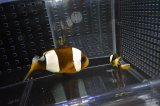 マダガスカルクラウンPair±11/5cm