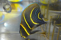 画像2: コルテツエンゼル±10.5cm