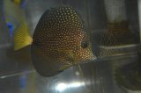 ジェムタン±8cm