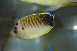 画像2: タイガーエンゼル幼魚±5cm