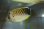 画像2: タイガーエンゼル幼魚±5cm (2)