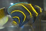 コルテツエンゼル±9.5cm