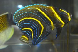 画像1: コルテツエンゼル±9.5cm