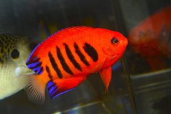 画像1: クリスマスフレームエンゼル±8.5cm