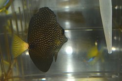 画像5: ジェムタン±8cm