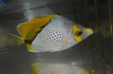 マルケサンバタフライ±8.5cm
