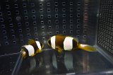 マダガスカルクラウンPair±10/6.5cm