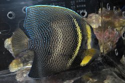 画像3: コルテツエンゼル±16.5cm