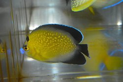 画像2: ゴールドフレーク±7.5cm