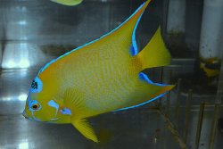 画像2: ベリーズクイーンエンゼル±15cm