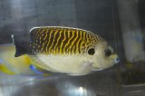 タイガーエンゼル±13.5cm