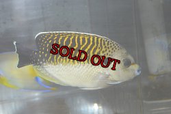 画像1: タイガーエンゼル±13.5cm