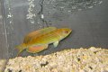 マダガスカルフラッシャーラス♂±9.5cm