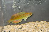 マダガスカルフラッシャーラス♂±9.5cm