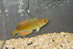 画像1: マダガスカルフラッシャーラス♂±9.5cm