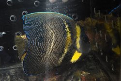 画像5: コルテツエンゼル±16.5cm