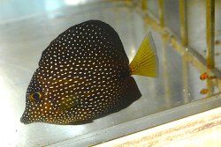 画像2: ジェムタン±7.5cm