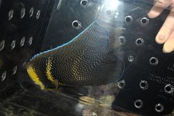 画像4: コルテツエンゼル±16.5cm