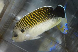 画像2: タイガーエンゼル±13.5cm