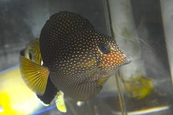 画像3: ジェムタン±8cm