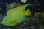 画像2: ベリーズクイーンエンゼル±18.5cm (2)