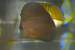画像2: ジェムタン±7.5cm
