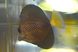 画像4: ジェムタン±7.5cm