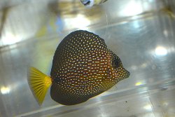 画像5: ジェムタン±8cm
