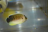 タイガーエンゼル幼魚±5cm